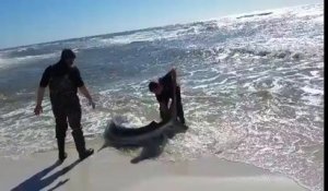 Ces pêcheurs sauvent un gros requin échoué sur la plage.. MEME PAS PEUR