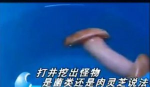 Quand des chinois pensent avoir découvert un champignon rare mais que c'est en fait un sextoy