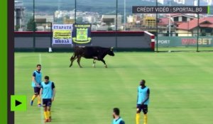 En Bulgarie, une vache confond un terrain de foot avec un pâturage en plein match