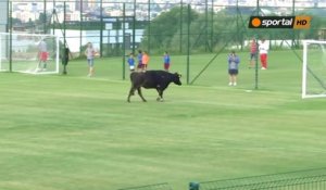 Quand une vache se pointe en plein match de foot en Bulgarie !