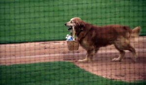 Un chien se met au service d'une équipe de baseball et fait le buzz !