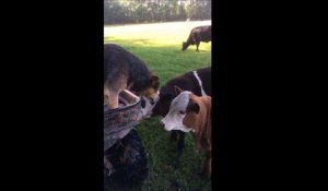 Ce chien veut manger une oreille du veau... Il attend meme pas qu'il soit à la boucherie