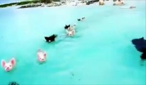 Vous ne rêvez pas, ces cochons sont aussi à l'aise dans l'eau que sur terre...