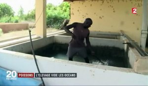 Poissons : l'élevage vide les océans