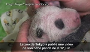 Le zoo de Tokyo donne des nouvelles de son bébé panda