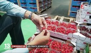 Raisins sans pépins et fraises blanches, le marché du fruit se modernise