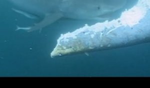 Un requin attaque et mange une baleine bleue vivante