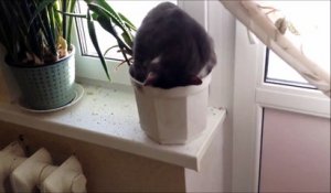 Ce chat dort la tête dans un pot de fleur... Même pas mal à la nuque