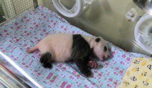 Tokyo: le bébé panda du zoo fête ses trente jours