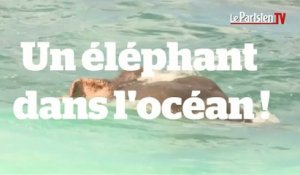 Sauvetage d’un éléphant dans l’océan