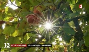 Agriculture : Lot-et-Garonne, le paradis de la noisette