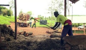 Rwanda: les huiles essentielles pour relancer l'agriculture