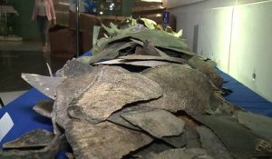 496 kg d’écailles de tortues marines saisies par les douanes