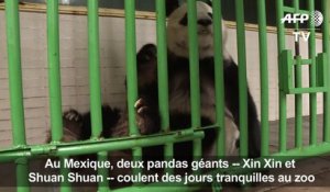 Mexique: les deux plus vieux pandas en dehors de Chine