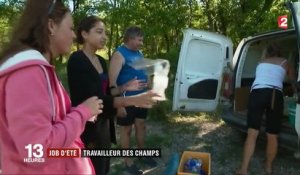 Job d'été : castreur de maïs dans le Tarn-et-Garonne