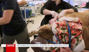 EXCLU - AVANT-PREMIERE: Le zoo de Beauval investit 3 millions d'euros dans une clinique réservée aux animaux