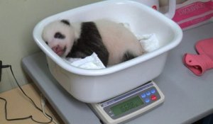 Japon: soulagement du pays après les 40 jours d'un bébé panda