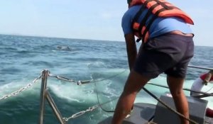 Sri-Lanka : des marins sauvent deux éléphants emportés par les courants