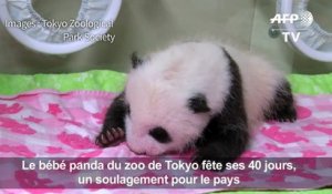 Japon : ce bébé panda fête ses 40 jours