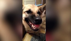 Ce chien fait vraiment des bruits bizarres !