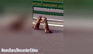 Deux immenses marmottes en train de se battre au milieu de la route !!
