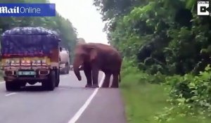 Un éléphant affamé a arrêté un camion chargé de pommes de terre !