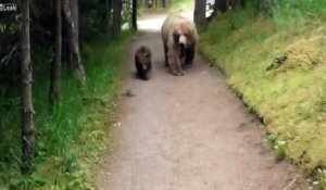 Un randonneur se retrouve face à une famille de grizzlis en pleine forêt