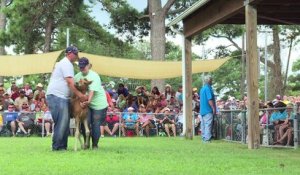 USA: La grande traversée des poneys sauvages de Chincoteague