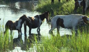 USA: La grande traversée des poneys sauvages de Chincoteague