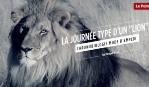 Chronobiologie mode d'emploi #2 : la journée type d'un "lion"