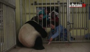 Les images de la naissance du bébé panda au zoo de Beauval