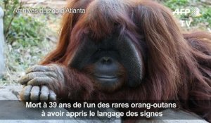 Mort d'un orang-outan qui maîtrisait la langue des signes