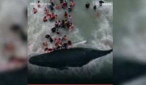 Des centaines de personnes s'entraident pour sauver une baleine à bosse échouée ! par divertissonsnous