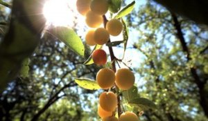 Mirabelles : une belle récolte sur le domaine de la Grange en Haye