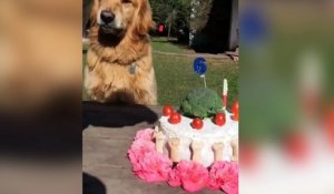 Ce chien ne veut absolument pas que l'on touche à son gâteau d'anniversaire !