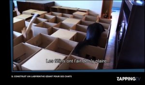 Zap web : un homme pousse une femme sous un bus, un labyrinthe pour chat, un sauvetage in extremis…