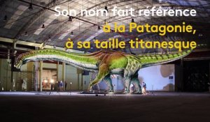 Le "Patagotitan mayorum", un dinosaure XXL