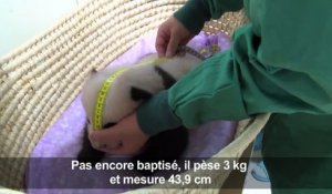 Japon: le bébé panda de Tokyo fête ses deux mois en pleine forme