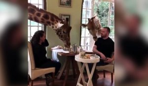 Quand des girafes s'invitent à table !