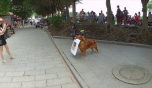 Ce chien fait de la pub pour un restaurant dans la rue en Chine !