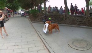 Ce chien adorable fait de la publicité pour le resto de son propriétaire en Chine