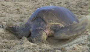 Des milliers de tortues de mer pondent sur les plages du Mexique