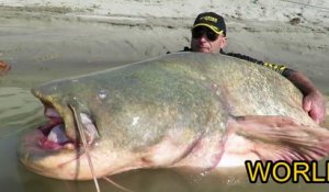 Voici le plus grand Silure du monde : de 3m de long - record du monde du plus gros poisson péché au leurre!