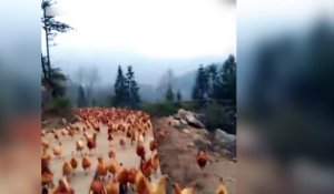 Un fermier rappelle toutes ses poules en sifflant !