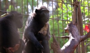Histoire d'amour maternel entre une macaque et un poulet