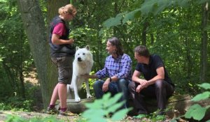 Des managers "réveillent la bête en eux" dans un parc à loup