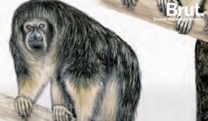 Un singe extrêmement rare enfin localisé dans la jungle amazonienne