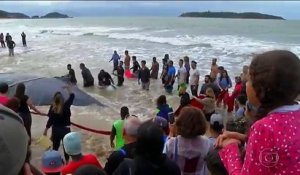 Des centaines de personnes aident une baleine échouée sur la plage