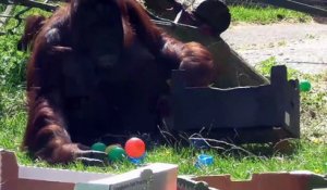 Une maman orang-outan range les jouets des petits !