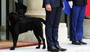 Le couple Macron adopte Nemo, le labrador qui succède à Philae à l'Élysée